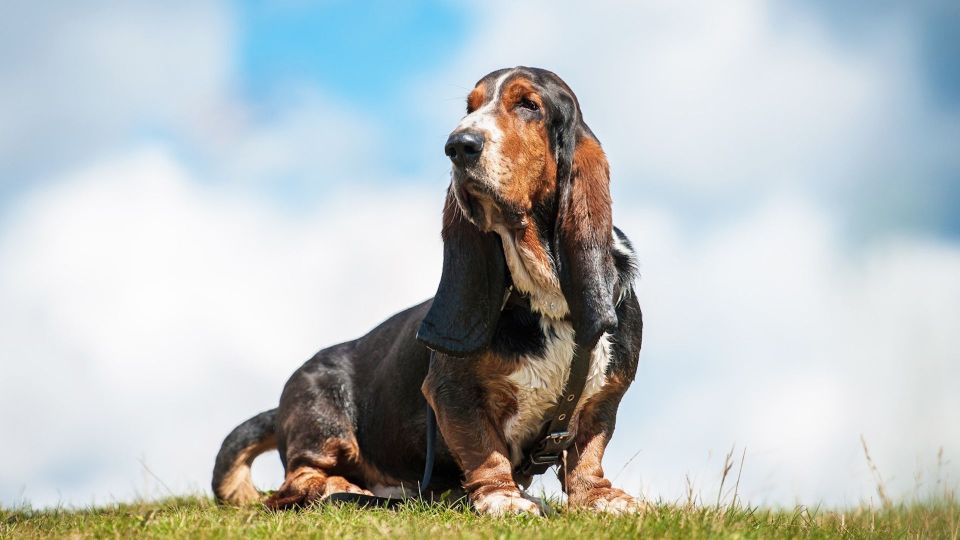 Basset Hound